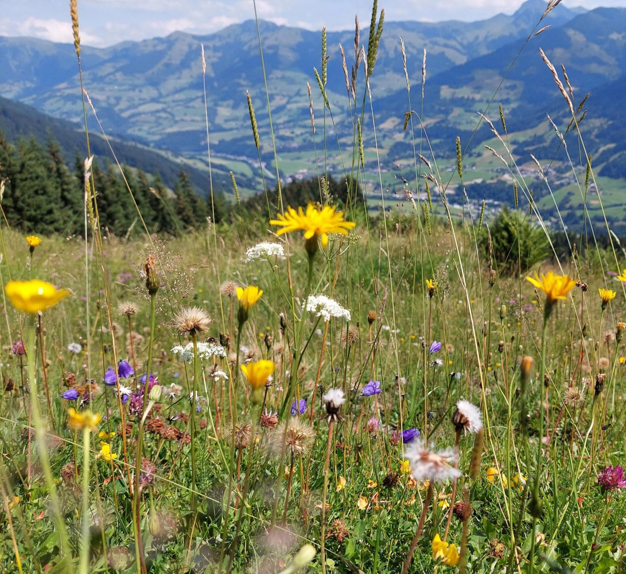 Angererhof Apartment Jochberg Luaran gambar